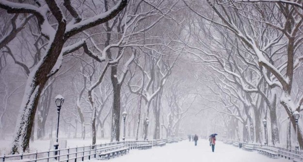 central-park-snow-snow-covered-trees-and-benches---central-park-new-york-city-a-6sa3zgb0