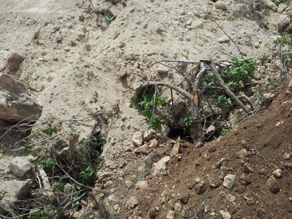 1512806_10154138722750133_4623383982454751084_n-580x435