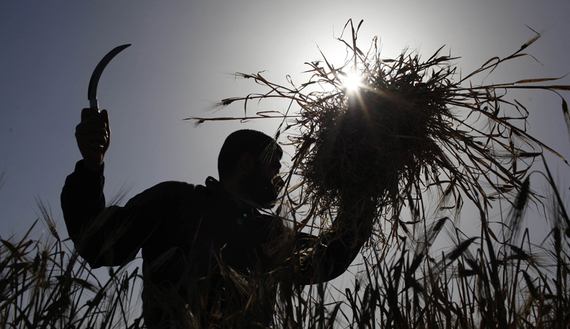 A Palestinian farmer harvests barley on a farm near the border of southern Gaza Strip with Israel